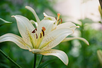 Flower of white lily in the garden