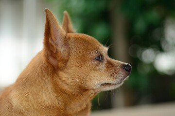 Young brown chihuahua dog with natural background.
