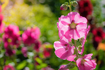 Purple mallow in sunny day