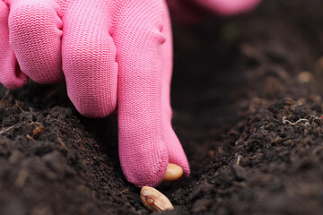 Plant a seed in the ground