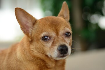 Obraz premium Young brown chihuahua dog with natural background.