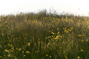 Meadow textures, with a patch of buttercups flower that are highlighted by a dappled patch of sunlight.