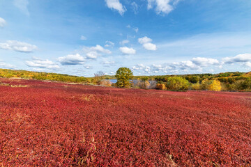 Blueberry fields