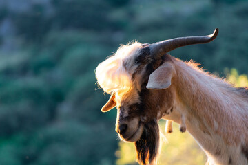 CABRAS DOMESTICAS DE LA RAYA PAYOYA