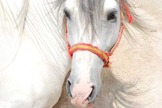 Retrato de un caballo blanco de hocico rosado