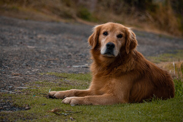 Perro adulto golden retriever