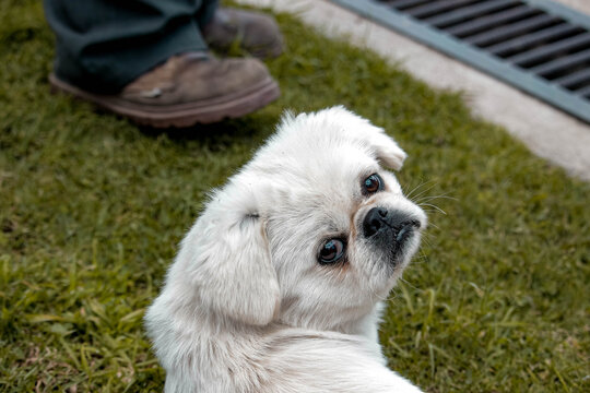 Perro pequinés blanco 