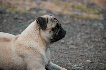 perro pug pequeño