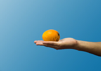Hand holding fresh mango, blue background