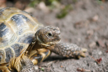 Naklejka premium Russian steppe tortoise (Testudo horsfieldii, Agrionemys horsfieldii) sit in the sand