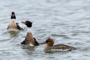 The courtship display of the red-breasted merganser