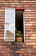 Plant in a vintage window, brick house 