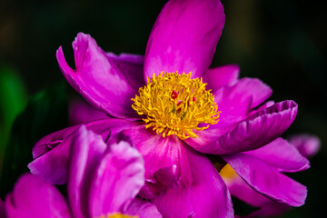 Peony flowers in the garden 