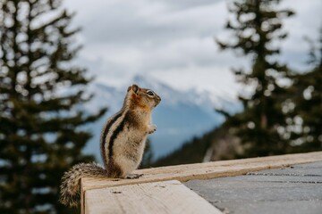 Close up/detailed view of cute little chipmunk isolated posing sitting on the rock in Canadian Rockies. Green forest natural background. Sulphur Mountain, Banff National Park, Canada