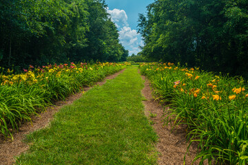 Obraz premium Rows of colorful daylilies