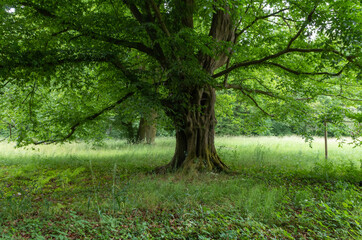 Trees in the Park