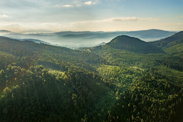 Fototapeta premium Aerial view of green mountain hills covered with evergreen spruce forest in summer.