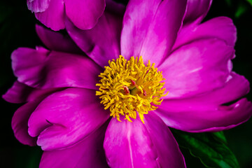 Obraz premium Peony flowers in the garden 