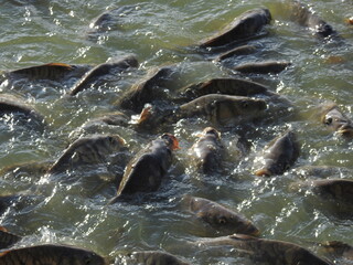 Obraz premium estanque lleno de peces peleando por un trozo de pan