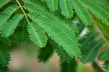 green leaves of acacia close up macro