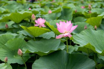 大賀ハスの花　千葉県千葉市　日本