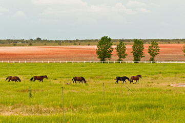 Front view, very far distance, of a group of four, Spanish, horses, walking and grazing in lush open grass fields, of a wine estate, in spring on a sunny day, in Spain
