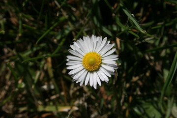 little white camomiles on the background of green grass
