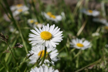 Obraz premium little white camomiles on the background of green grass