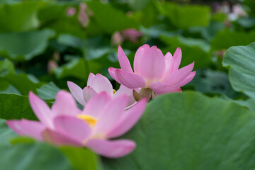 Obraz premium 大賀ハスの花 千葉県千葉市 日本