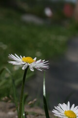 little white camomiles on the background of green grass