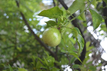passion fruit 