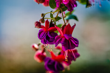 Fuchsia is a genus of flowering plants that consists mostly of shrubs or small trees.