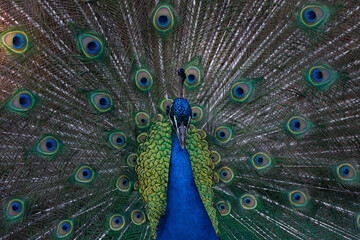 Obraz premium PAVO REAL