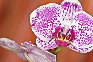  Front view, close up of a purple orchid bloom after a tropical shower with the sun returning in late afternoon