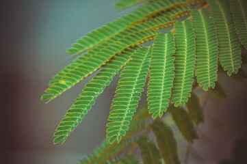 green leaves of acacia close up macro