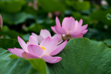 Fototapeta premium 大賀ハスの花 千葉県千葉市 日本