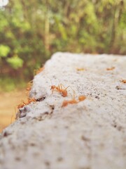 ants on the ground