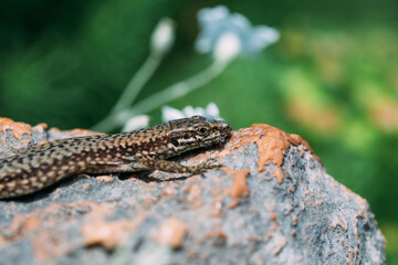 brown lizard lying on a stone