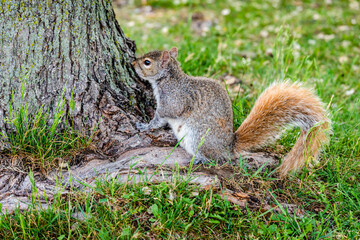 squirrel in the park