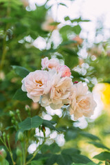 flowering wild roses seen on a walk through nature