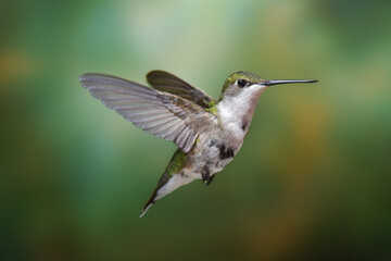Naklejka na ściany i meble Hummingbird Flying in Air with Dreamy Green Background