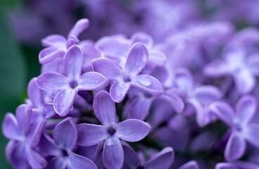 lilac flowers close-up on a background of foliage