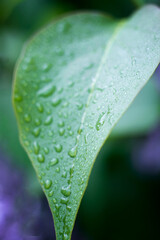 green foliage close up with dew drops