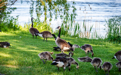 Geese activities in the springtime