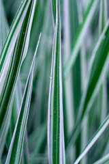 green and white grass close-up