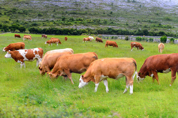 Fototapeta na wymiar Cows and nature of Ireland.