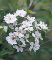 small white flowers on a background of foliage