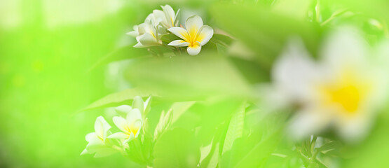 White flowers with bright greens