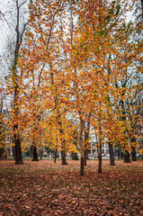 Naklejka premium Autumn, park, yellow leaves on trees