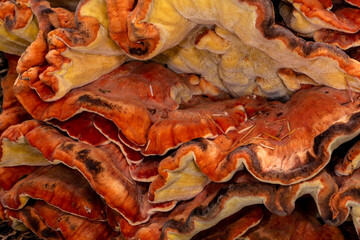 Chicken-of-the-Woods (Laetiporus spec, likely L. cincinnatus or L. conifericola)